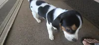 Beagle 1, a male Beagle for sale in Sebring, FL – 5 of 7