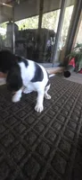 Beagle 1, a male Beagle for sale in Sebring, FL – 6 of 7