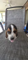 Beagle 1, a male Beagle for sale in Sebring, FL – 3 of 7