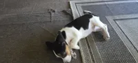 Beagle 4, a female Beagle for sale in Sebring, FL – 4 of 6