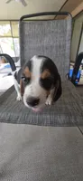 Beagle 2, a male Beagle for sale in Sebring, FL – 3 of 4