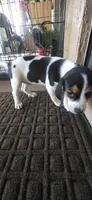 Beagle 1, a male Beagle for sale in Sebring, FL – 2 of 7