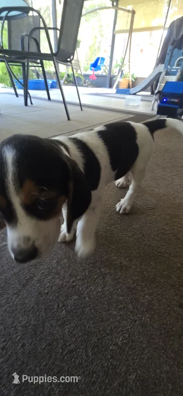 Beagle 1 – Beagle puppy for sale in Sebring, FL