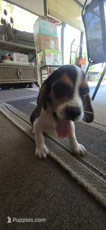 Beagle 2 – Beagle puppy for sale in Sebring, FL
