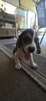 Beagle 2, a male Beagle for sale in Sebring, FL – 1 of 4