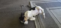 Beagle 3, a female Beagle for sale in Sebring, FL – 3 of 4