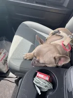 Teddy, a male French Bulldog for sale in Omaha, NE – 4 of 4