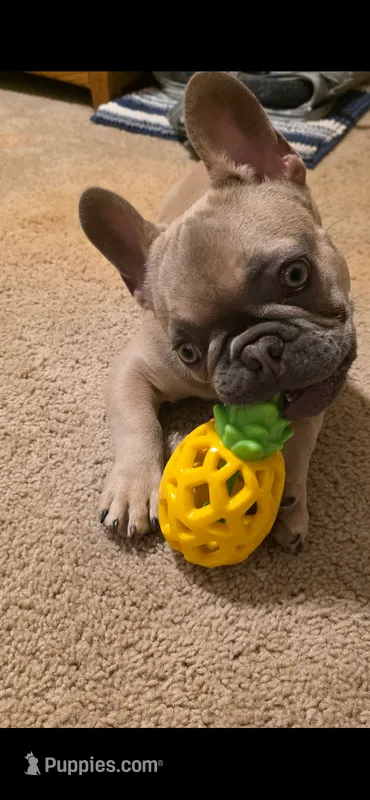 Teddy – French Bulldog puppy for sale in Omaha, NE