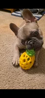 Teddy, a male French Bulldog for sale in Omaha, NE – 1 of 4