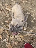 Teddy, a male French Bulldog for sale in Omaha, NE – 2 of 4