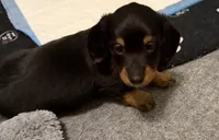Black and tan , a male Miniature Dachshund for sale in Unionville, IA – 2 of 2