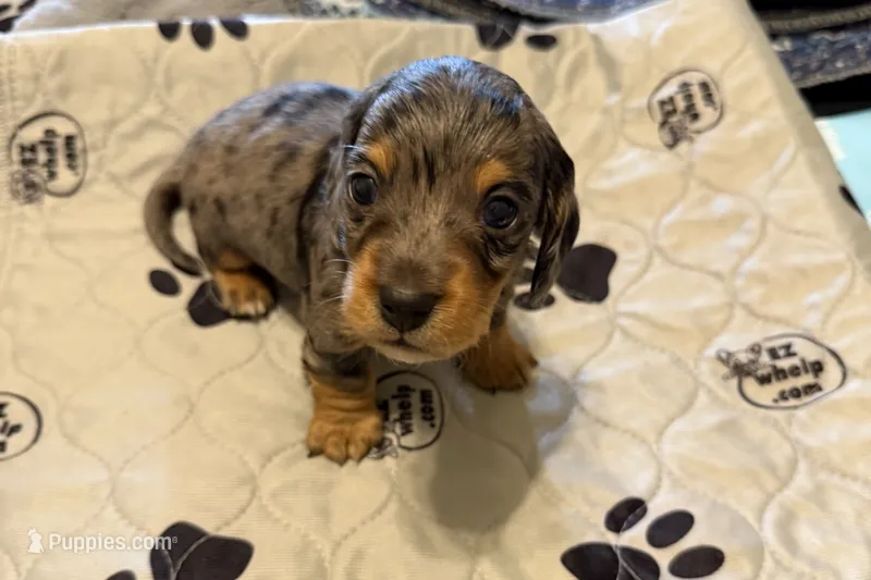 Tricolor dapple black and silver with tan – Miniature Dachshund puppy for sale in Unionville, IA