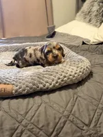 Tricolor black and Silver , a male Miniature Dachshund for sale in Unionville, IA – 2 of 2