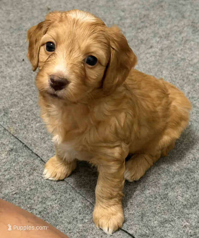 Doxipoo – Doxiepoo puppy for sale in Unionville, IA