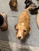 Doxipoo, a female Doxiepoo for sale in Unionville, IA – 2 of 2