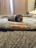 Tricolor dapple black and silver with tan, a male Miniature Dachshund for sale in Unionville, IA – 2 of 2