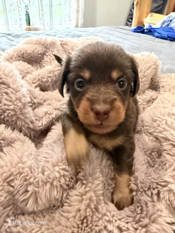 Chocolate girl  – Miniature Dachshund puppy for sale in Unionville, IA