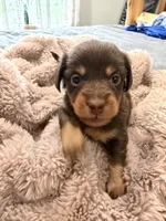 Chocolate girl , a female Miniature Dachshund for sale in Unionville, IA – 1 of 1