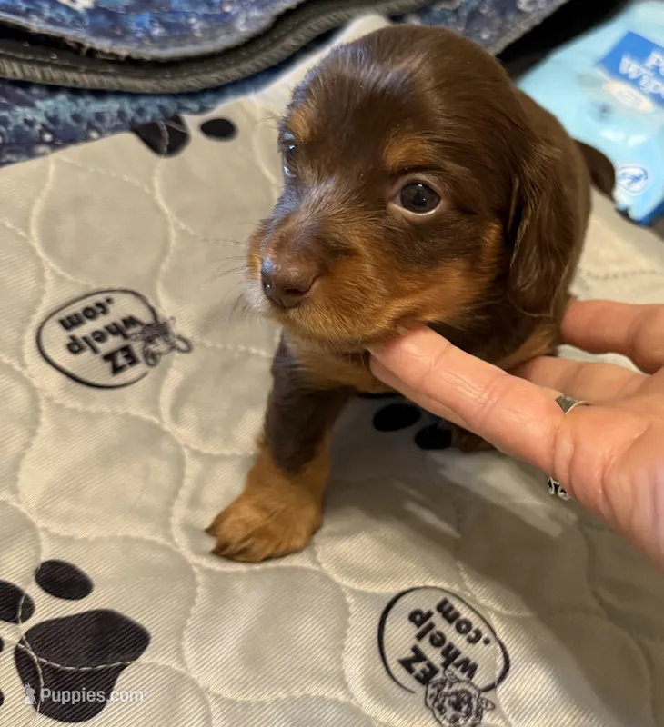 Chocolate girl  – Miniature Dachshund puppy for sale in Unionville, IA
