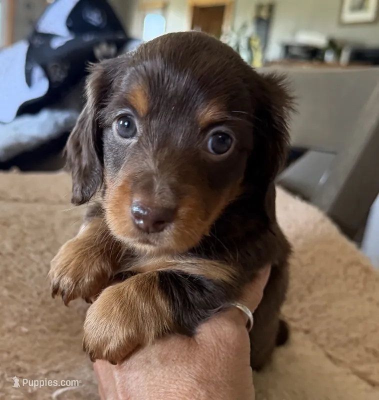 Chocolate girl – Miniature Dachshund puppy for sale in Unionville, IA