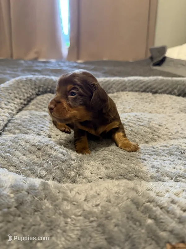 Chocolate girl  – Miniature Dachshund puppy for sale in Unionville, IA