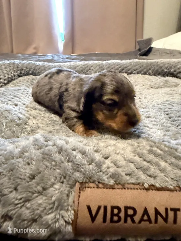Tricolor dapple black and silver with tan – Miniature Dachshund puppy for sale in Unionville, IA