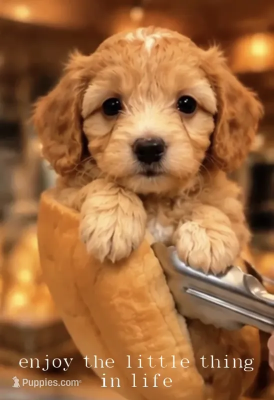 Doxipoo – Doxiepoo puppy for sale in Unionville, IA