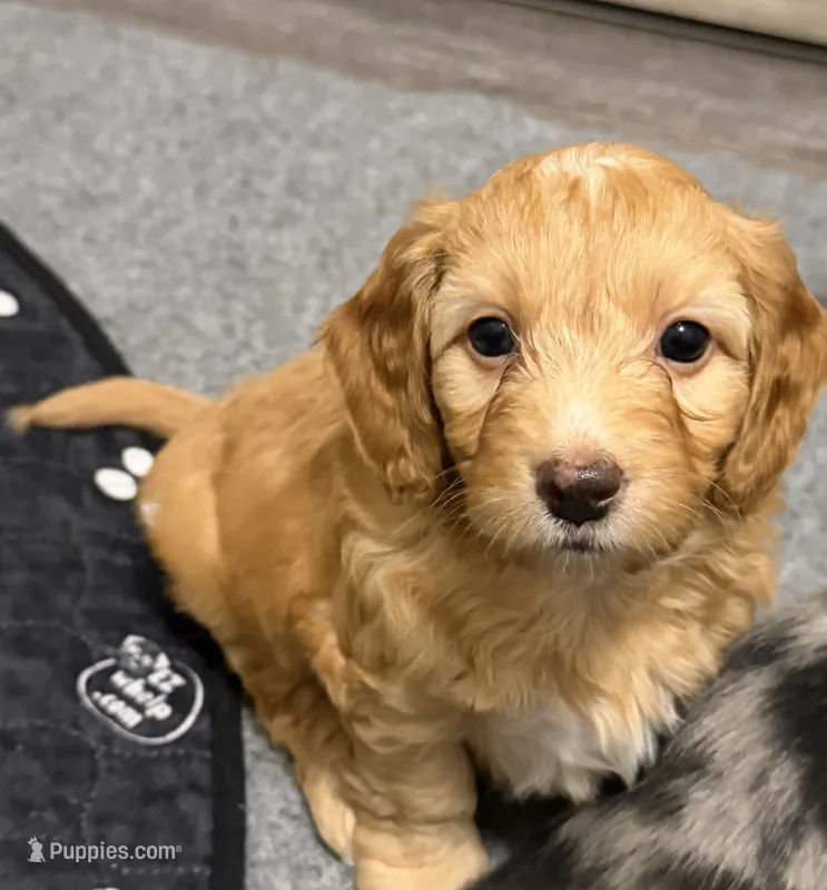 Doxipoo – Doxiepoo puppy for sale in Unionville, IA