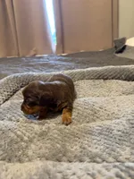 Chocolate girl , a female Miniature Dachshund for sale in Unionville, IA – 2 of 2