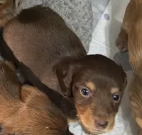 Chocolate and Tan, a male Miniature Dachshund for sale in Unionville, IA – 2 of 2