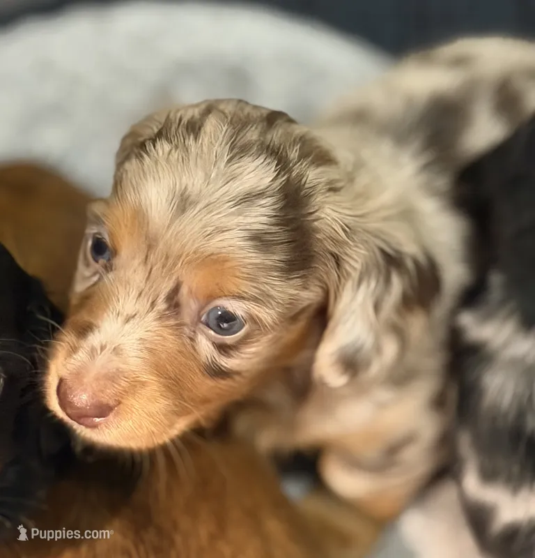 Red tri color dapple – Miniature Dachshund puppy for sale in Unionville, IA
