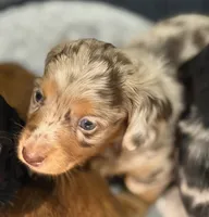 Red tri color dapple, a male Miniature Dachshund for sale in Unionville, IA – 1 of 2