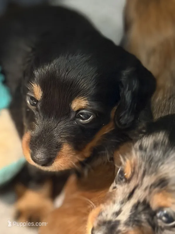 Black and tan  – Miniature Dachshund puppy for sale in Unionville, IA
