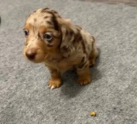 Red tri color dapple, a male Miniature Dachshund for sale in Unionville, IA – 2 of 2