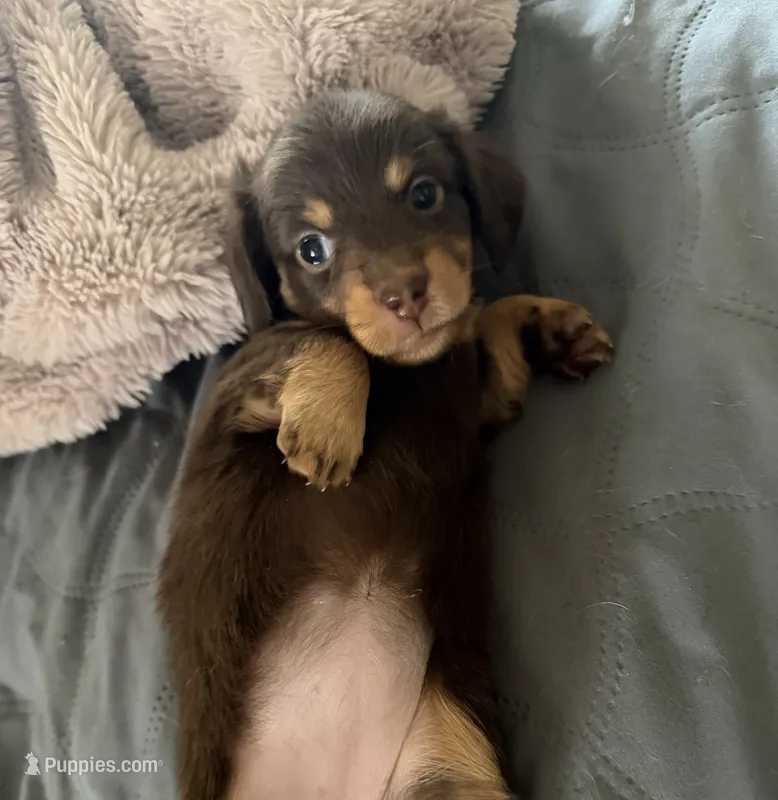 Chocolate girl  – Miniature Dachshund puppy for sale in Unionville, IA