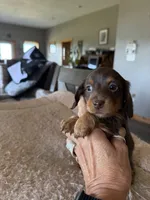 Chocolate girl, a female Miniature Dachshund for sale in Unionville, IA – 2 of 3
