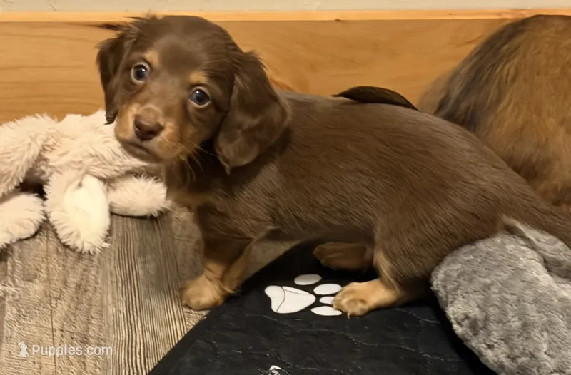 Chocolate and Tan – Miniature Dachshund puppy for sale in Unionville, IA