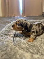 Tricolor black and Silver , a male Miniature Dachshund for sale in Unionville, IA – 1 of 2