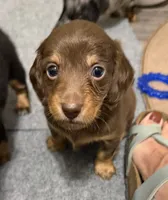 Chocolate and Tan, a male Miniature Dachshund for sale in Unionville, IA – 1 of 2