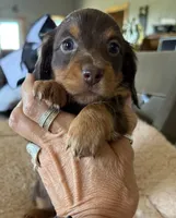 Chocolate girl, a female Miniature Dachshund for sale in Unionville, IA – 3 of 3