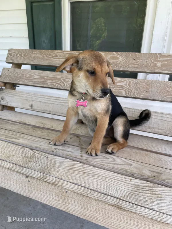 Zoey – Beagle puppy for sale in Leland, NC