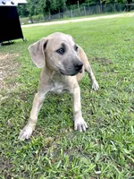 Nola, a female Cane Corso for sale in Leland, NC – 2 of 2
