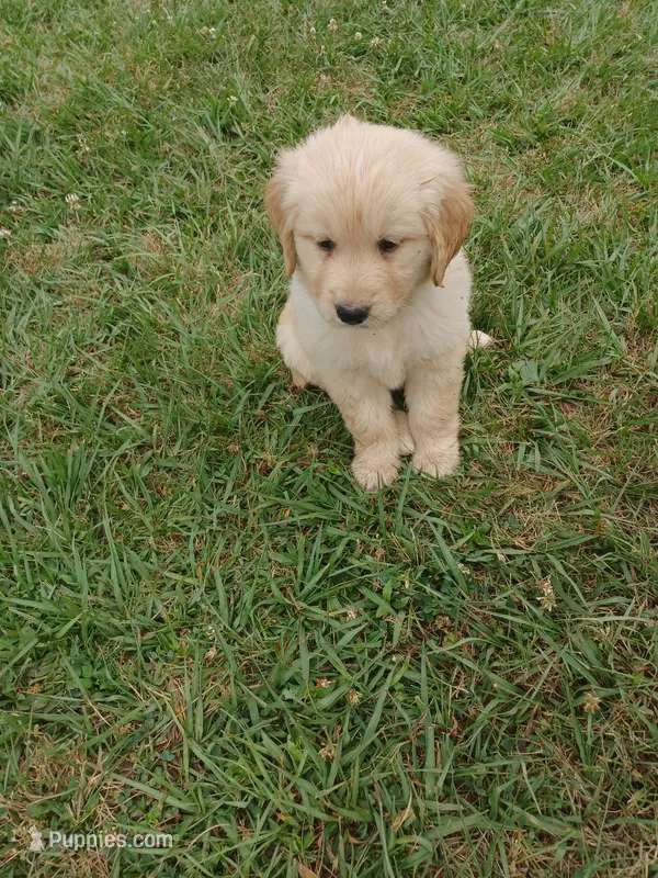 Malaise  – Golden Retriever puppy for sale in Leland, NC