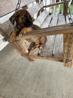 Rux, a male Belgian Shepherd Dog for sale in Leland, NC – 3 of 3