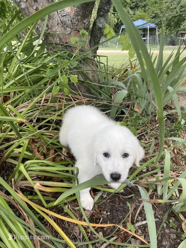  Onyx – Great Pyrenees, Golden Retriever puppy for sale in Leland, NC