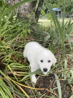 Onyx, a female Great Pyrenees and Golden Retriever for sale in Leland, NC – 1 of 1