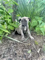 Lovey, a female Cane Corso for sale in Leland, NC – 2 of 2