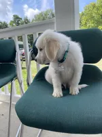 Ranger, a male Great Pyrenees and Golden Retriever for sale in Leland, NC – 1 of 3