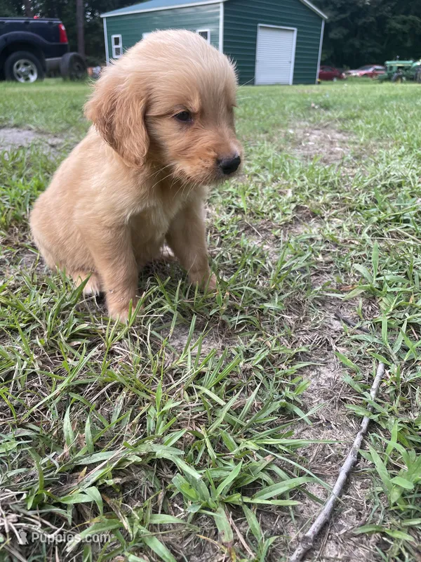 Buck – Golden Retriever puppy for sale in Leland, NC