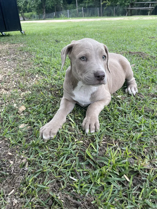 Zara – Cane Corso puppy for sale in Leland, NC